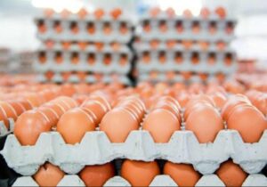 &raquo; Oportunidad de Empleo Empacador de Huevos